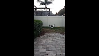 Luna the Sheepadoodle had the ZOOMIES!