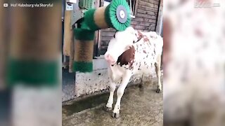 Questa mucca adora spazzolarsi
