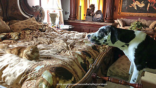 Funny Cat Refuses to let Great Dane Puppy on to the Bed