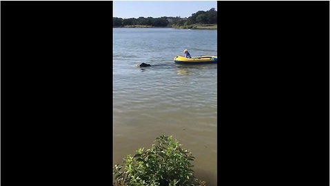 Newfoundland pulls girl on raft to shore