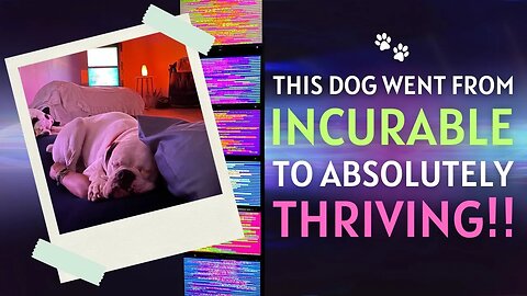 This dog went from INCURABLE to ABSOLUTELY THRIVING!!!