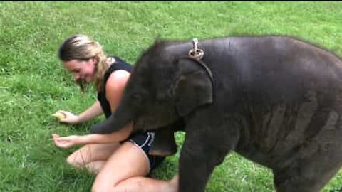 Cucciolo di elefante adora giocare con i turisti