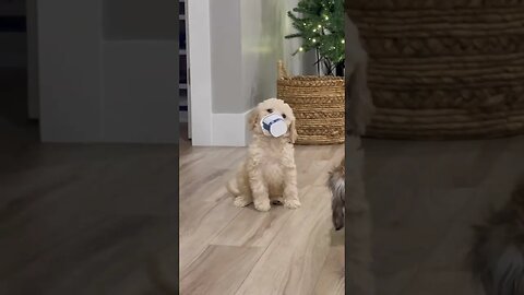 Cockapoo Having a Snack! 🐕 #cockapoo #puppy