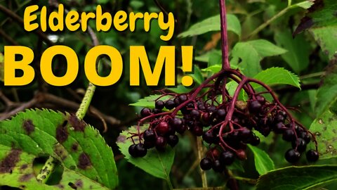 Elderberry BOOM!!
