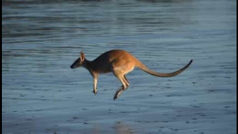 Insólito! Canguru é apanhado a nadar no mar de Queensland