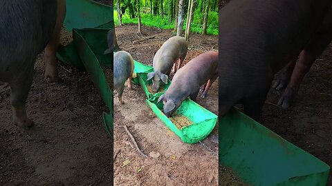 Big Pigs Eating Lunch @UncleTimsFarm #kärnəvór #carnivore #shorts #hereford #freerangepigs