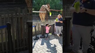 Giraffe eats little girl.