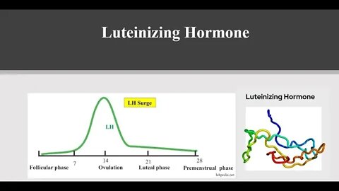 Luteinizing Hormone Explained - Levels, Testing, Herbs & Supplements
