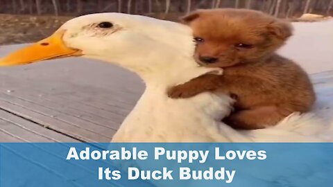 Adorable Puppy Loves Its Buddy