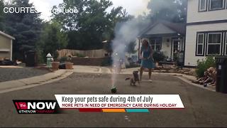 Keep your pets safe during Fourth of July