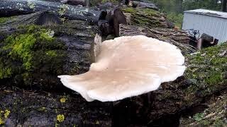 Oyster Mushrooms