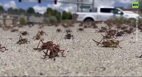 Nevada Town Is Hit With ‘Biblical’ Invasion Of Cannibal Crickets