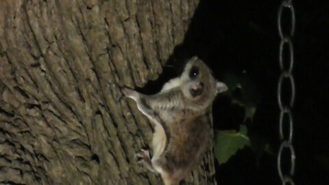 Flying Squirrels in the Garden