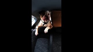 English Bulldog howls along to sound of passing sirens