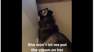 Husky hides behind fridge for good reason