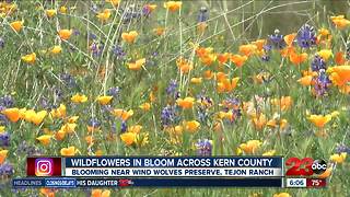 Wildflowers in bloom across Kern County