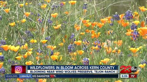 Wildflowers in bloom across Kern County