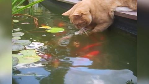 "Unlikely Friendship Between Fishes And A Cat"