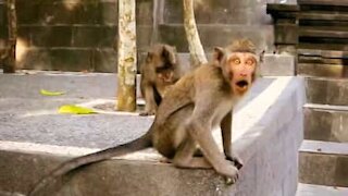 Macaco em Bali tenta atacar e assusta turista!