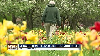 Small Towns: Clintonville's Tulip gardener