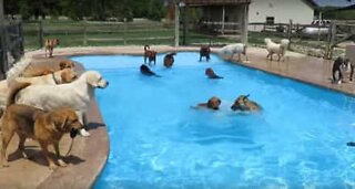 Dezenas de cães se divertem em piscina