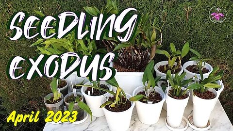 Seedling Orchids Overview | What happened during the Winter | Expectations for Growth #ninjaorchids
