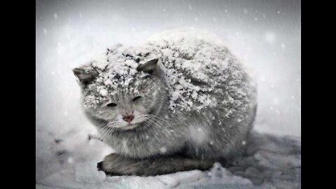 How to Protect Cats from COLD WEATHER ⛄ 5 things to do