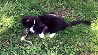 Fearless house cat battles snake and won't let it retreat