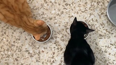 Black Kitty & Orange Tabby Eat Their Meal (Timelapse)