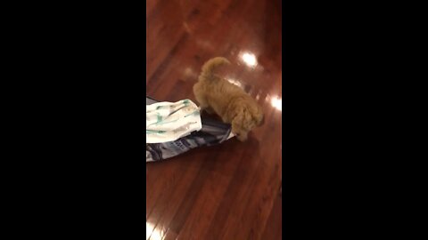 Cute young golden doodle puppy dog figuring out life with a blanket!