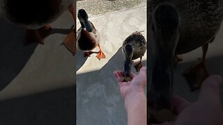 Wild duck eats out of my hand and share food with the dog in the back yard