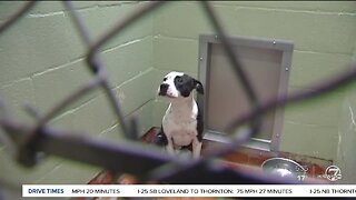 Denver City Council is considering changing the pit bull ban