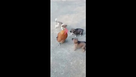 Chicken VS Dog Fight - Funny Dog Fight Videos so fanny