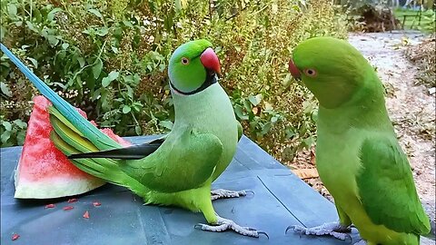 Parrot Talking And Eating Watermelon