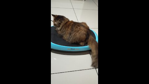 Silly Kitty Really Wants To Tone Her Body