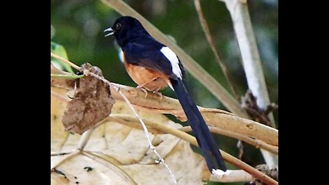 White-rumped Shama bird calling video