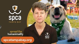 SPCA Tampa Bay | Morning Blend