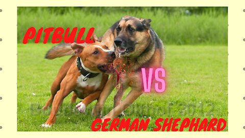 German Shepherd fight with American Pit Bull