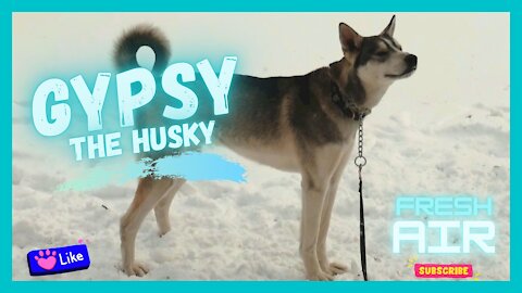 Siberian Husky Loves Breathing In The Fresh Winter Air
