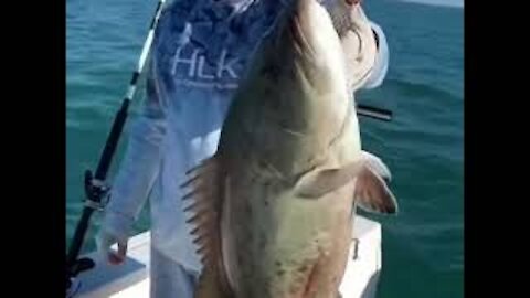 Gag Grouper fishing in Florida