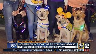 Service dogs take adorable field trip to Disneyland