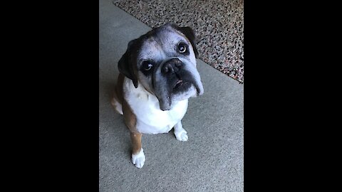 Hello, Clarice: My boxer dog behaving like Hannibal Lecter