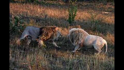 Deadly Lion Fights Over The Territory.