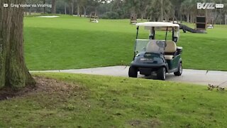 Alligatore di 4 metri invade campo da golf