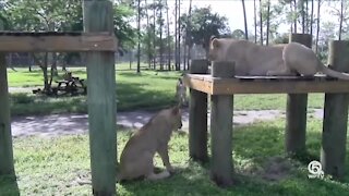 Atlas and Mara turn one on Sunday at Lion Country Safari