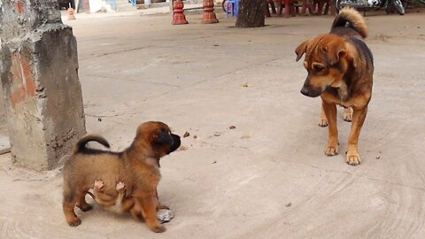 Today, baby monkey punish a puppy