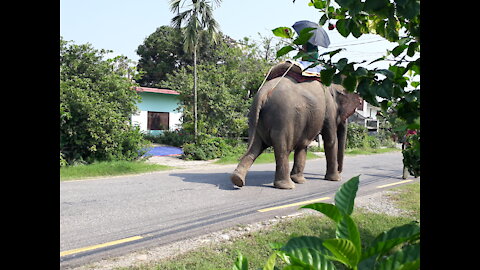 Elephant safari.