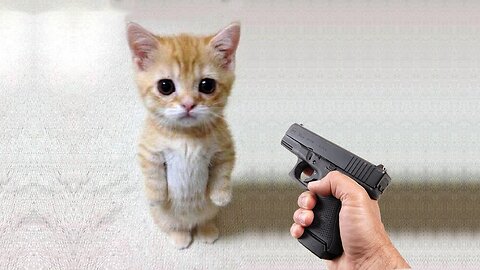 Funny cat 😽 vs Gun 🔫 - Funny Animals 😂 playing dead on finger shot Compilation || Doggo Sage