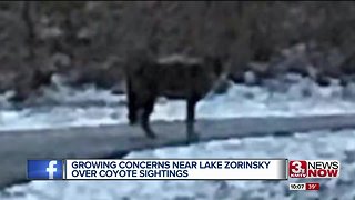 Growing concerns over coyotes near Lake Zorinsky