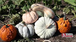 Omaha Sunday Morning: Food For Fines, teal pumpkins, funky pumpkin craze